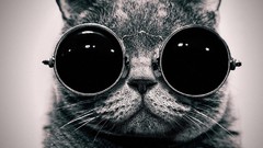 Cats glasses funny monochrome