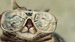 Cats glasses hipster