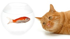 Cats goldfish white background