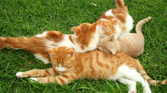 Cats grass Kittens