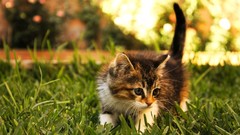 Cats grass outdoors Kittens