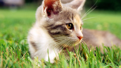 Cats grass outdoors Kittens