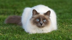 Cats grass siamese