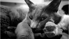 Cats grayscale
