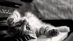 Cats grayscale Kittens piano