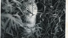 Cats grayscale monochrome