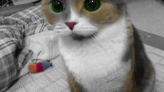 Cats green eyes