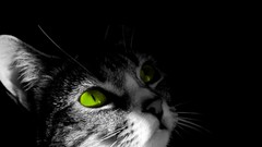 Cats green eyes selective coloring
