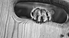 Cats grey monochrome paws