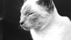 Cats greyscale