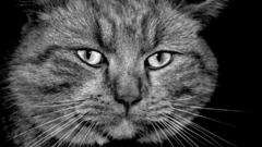 Cats greyscale