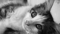 Cats greyscale