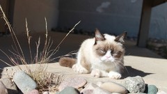 Cats grumpy cat