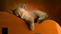 Cats guitars sleeping