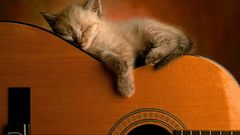 Cats guitars sleeping Kittens