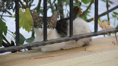 Cats Hakkı.sidar Photography