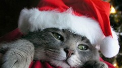 cats hat Christmas Animals Santa hats face Mammals