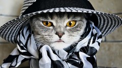 Cats hats paws pets