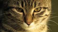 Cats high Resolution