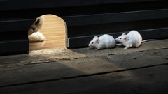 Cats Holes hunting hunt mice