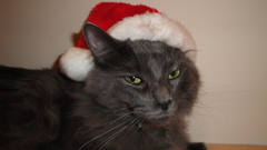 Cats houses hat Christmas