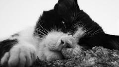 Cats Italy calabria Gerace