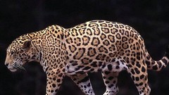 Cats jaguar
