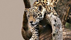 Cats jaguar