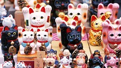 Cats Japan