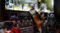 Cats Japan