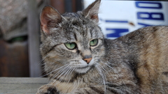 Cats katze chat Animals