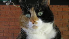 Cats kayleigh animal