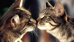 Cats kissing