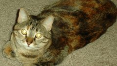 Cats kitten fat Animals