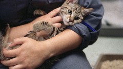 Cats kitten katze kate