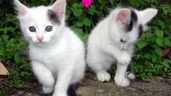 Cats kitten white animal