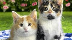 Cats Kittens