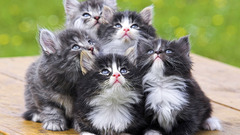 Cats Kittens