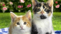 Cats Kittens