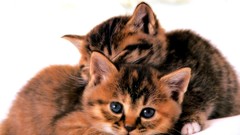 Cats Kittens