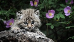 Cats Kittens baby animals