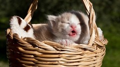 Cats Kittens baskets
