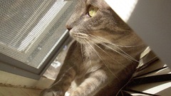 Cats Kittens cat kitten