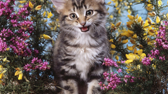 Cats Kittens cute Animals