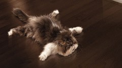 Cats Kittens floor lying down wood floor