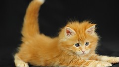 Cats Kittens furry animals