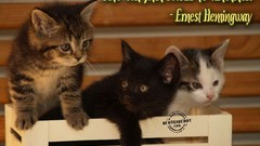 Cats Kittens graphics Quotes