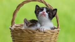 Cats Kittens green background baskets pets