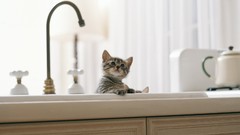 Cats Kittens kitchen sink