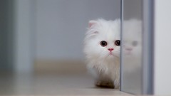 Cats Kittens Mammals baby animals